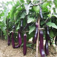 Eggplant-Long-Purple1-e1588156912115.jpg